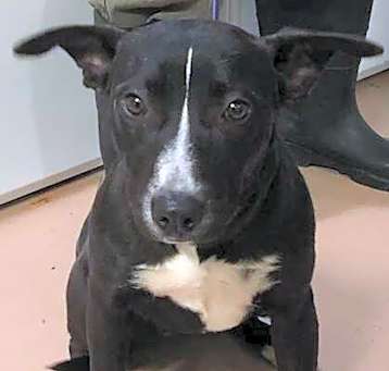 Photo of Tinker