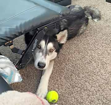 Photo of Ruckus
