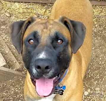Photo of Bogart