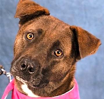 Photo of Sable - Adopt Me