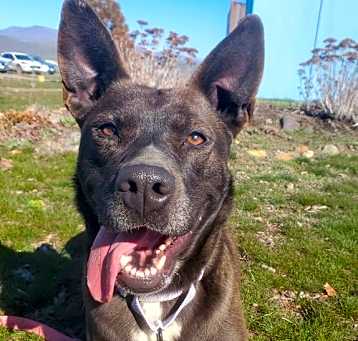Photo of Freya