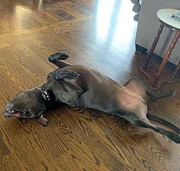 Photo of Kona