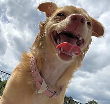 Photo of Luna