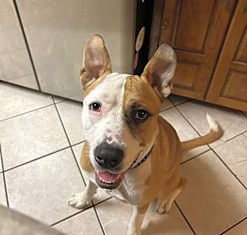 Photo of Blaze