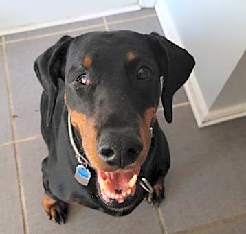 Photo of Kali