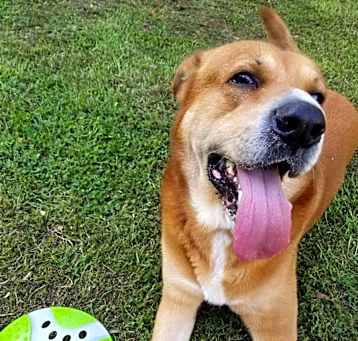 Photo of Bear