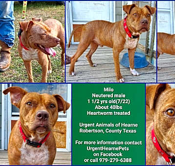 Photo of Milo