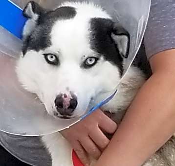 Photo of BALTO
