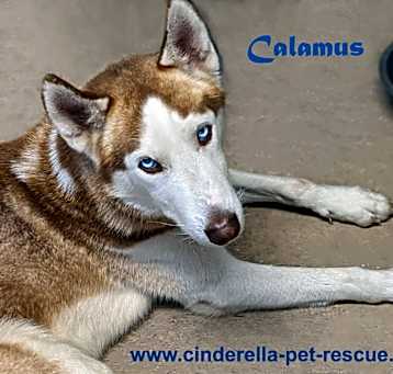 Photo of Calamus