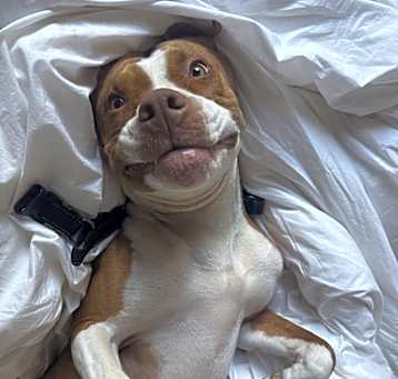 Photo of Penny