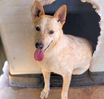 Photo of Dixie