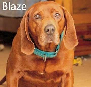 Photo of Blaze