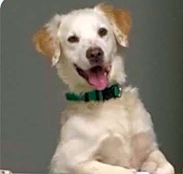 Photo of Smiley
