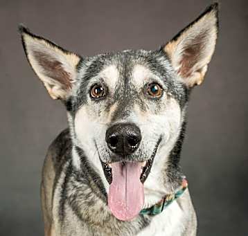 Photo of Lady
