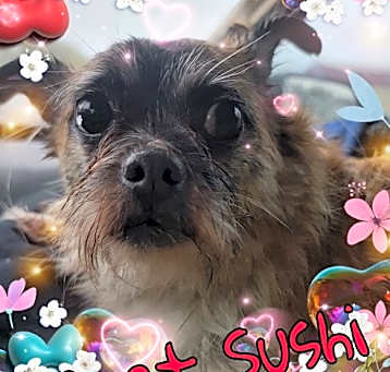 Photo of Sushi