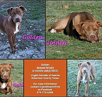 Photo of Golden