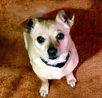 Photo of Cheddar