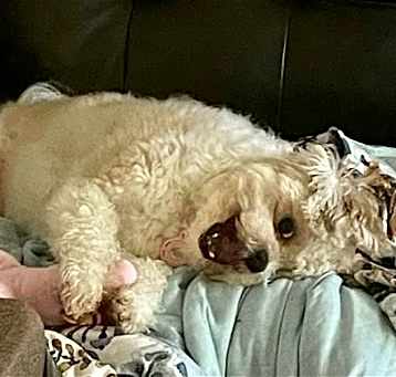 Photo of Charlie