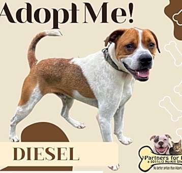 Photo of DIESEL
