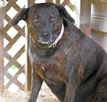 Photo of Hercules (Trinity)