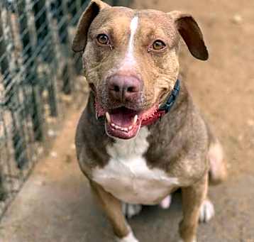 Photo of BamBam *Adopt or Foster*
