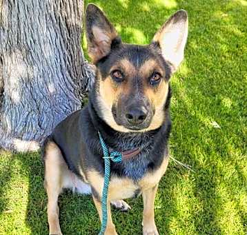 Photo of Guinness