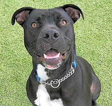 Photo of Zorro
