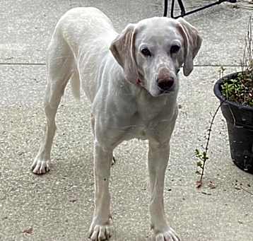 Photo of Hogan