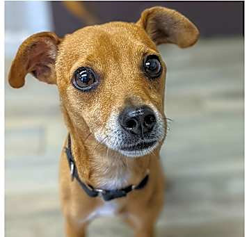 Photo of Rocko