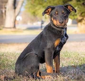 Photo of PUPPY FAITH   26 lbs.