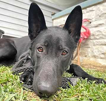 Photo of Survivor Jack!