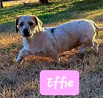 Photo of Effie