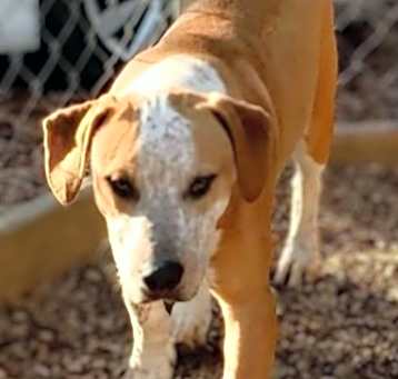 Photo of Schnook
