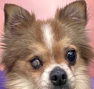 Photo of Zorro