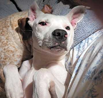 Photo of Gatsby