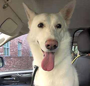 Photo of Callie