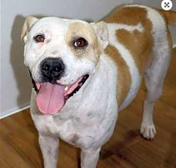 Photo of Tillie