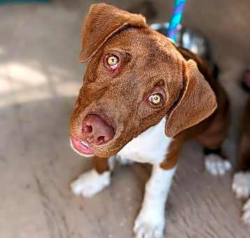 Photo of Cacao