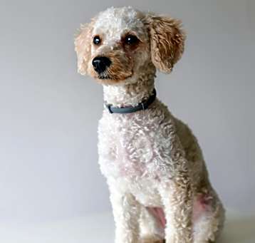 Photo of WILLIAM-URGENT-Help Needed