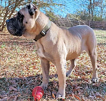 Photo of Spud
