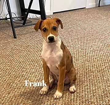 Photo of Frank