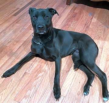 Photo of Olive