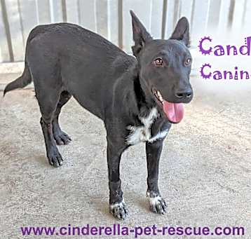 Photo of Candy Canine