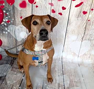 Photo of Delight - 0$ adoption fee