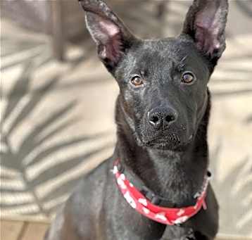 Photo of Rico