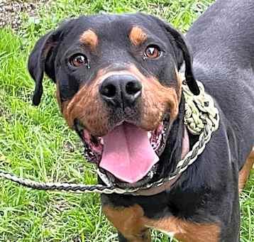 Photo of Rumble