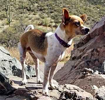 Photo of Otis