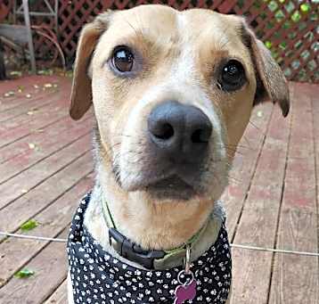 Photo of Rambler