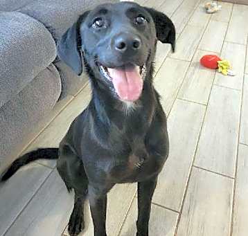 Photo of Pixie