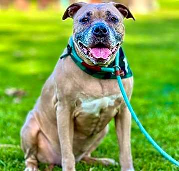 Photo of Penny